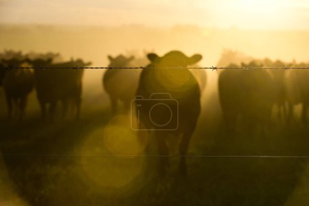 Photo for Countryside fence in the field at sunset, in the Pampas plain, P - Royalty Free Image