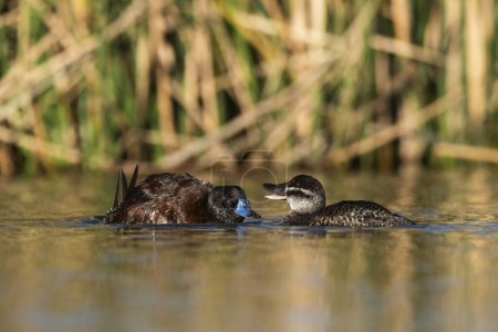 Foto de Lago Ducks en ambiente Laguna Pampa, Provincia de La Pampa, Patagonia, Argentina. - Imagen libre de derechos