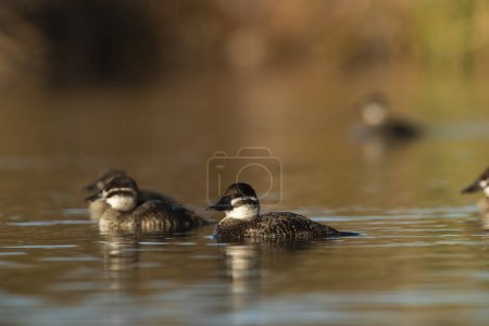 Photo for Lake Ducks in Pampas Lagoon environment, La Pampa Province, Patagonia , Argentina. - Royalty Free Image