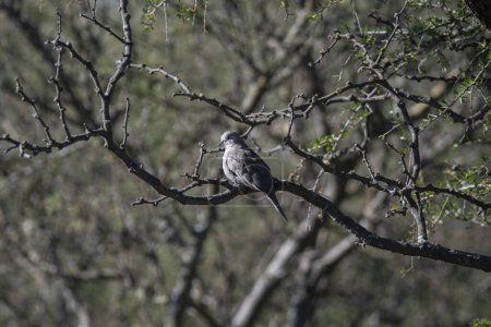 Foto de Picui Ground Dove,  in Calden forest environment, La Pampa province, Patagonia,Argentina. - Imagen libre de derechos