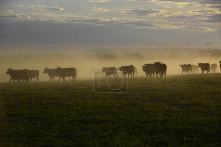 Foto de Rebaño de ganado pastando en el campo al atardecer, en la llanura pampeana, Patagonia, Argentina - Imagen libre de derechos