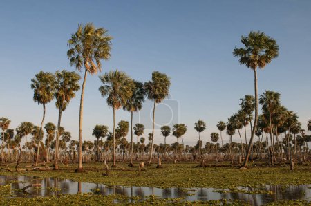 Photo for Palms landscape in La Estrella Marsh, Formosa province, Argentina. - Royalty Free Image