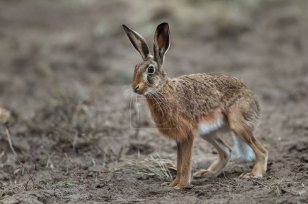 Photo for European hare, Lepus europaeus, La Pampa Province, Argentina. - Royalty Free Image