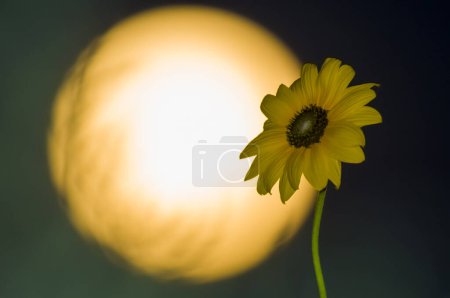 Photo for Wild Flower and moon, La Pampa, Argentina - Royalty Free Image