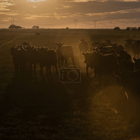 Photo for Cattle herd grazing in the field at sunset, in the Pampas plain, Patagonia, Argentina - Royalty Free Image