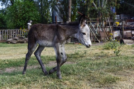Téléchargez les photos : Naissance d'un âne à la ferme, Argentine Campagne - en image libre de droit