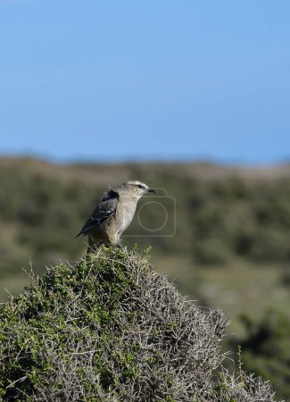 Photo for White banded mokingbird in Calden Forest environment, Patagonia forest, Argentina. - Royalty Free Image