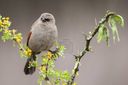 Photo for Bay winged Cowbird in Calden forest environment, La Pampa Province, Patagonia, Argentina. - Royalty Free Image