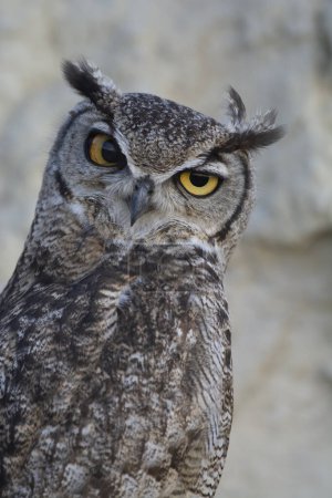 Foto de Great Horned Owl, Bubo virginianus nacurutu, Peninsula Valdes, Patagonia, Argentina. - Imagen libre de derechos