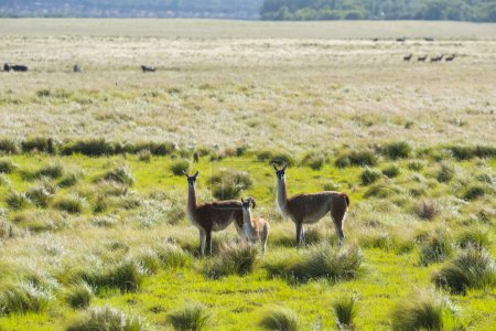Téléchargez les photos : Guanacos dans les prairies de Pampas, province de La Pampa, Patagonie, Argentine. - en image libre de droit