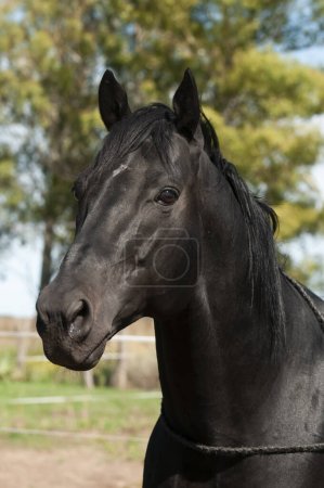 Téléchargez les photos : Cheval d'élevage noir, Portrait, Province de La Pampa, Patagonie, Argentine. - en image libre de droit