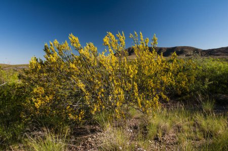 Photo for Creosote bush, Lihue Calel National Park, La Pampa, Argentina - Royalty Free Image