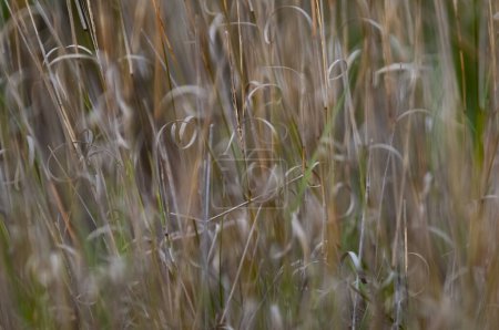 Foto de Patrones abstractos de textura de hierba, explorando la esencia de las praderas abstractas - Imagen libre de derechos