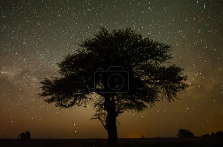 Foto de Paisaje nocturno pampeano, provincia de La Pampa, Patagonia, Argentina. - Imagen libre de derechos