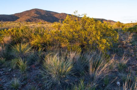 Foto de Arbusto Creosote, Parque Nacional Lihue Calel, La Pampa, Argentina - Imagen libre de derechos