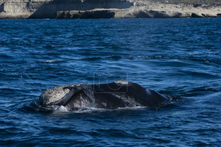 Photo for Sohutern right whales in the surface, Peninsula Valdes, Patagonia,Argentina - Royalty Free Image