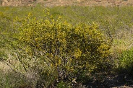 Foto de Arbusto Creosote, Parque Nacional Lihue Calel, La Pampa, Argentina - Imagen libre de derechos