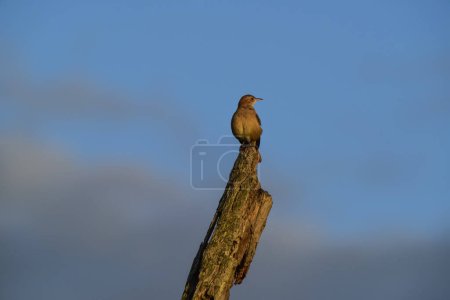 Téléchargez les photos : Rufous Hornero, Oiseau national argentin, Province de Cordoue, Pro - en image libre de droit