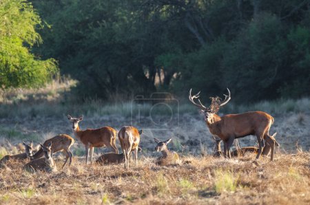 Foto de Ciervo rojo, Rugido macho en La Pampa, Argentina, Parque Luro, Reserva Natural - Imagen libre de derechos