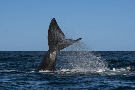 Foto de Cola de ballena franca del Atlántico Norte, especies en peligro de extinción. - Imagen libre de derechos