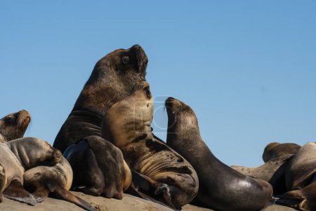 Téléchargez les photos : Lion de mer sud-américain , - en image libre de droit