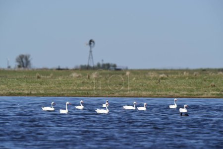 Foto de Cisnes coscorobas en el entorno de la laguna, Provincia de La Pampa, Patago - Imagen libre de derechos