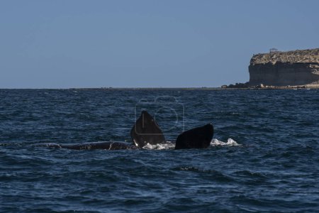 Téléchargez les photos : Baleine noire de Sohutern à la surface, espèces en voie de disparition, Patagonie, Argentine - en image libre de droit