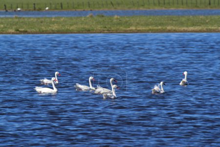 Photo for Coscoroba swans in lagoon envirinment, La Pampa Province, Patago - Royalty Free Image