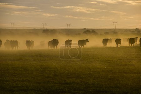 Téléchargez les photos : Troupeau de bovins broutant dans les champs au coucher du soleil, dans la plaine des Pampas, Patagonie, Argentine - en image libre de droit