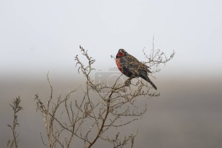Téléchargez les photos : Long tailed Meadowlark, perched in Pampas grassland environment, La Pampa Province, Patagonia, Argentina. - en image libre de droit