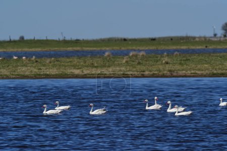 Photo for Coscoroba swans in lagoon envirinment, La Pampa Province, Patago - Royalty Free Image