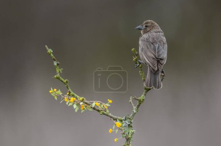 Photo for Bay winged Cowbird in Calden forest environment, La Pampa Province, Patagonia, Argentina. - Royalty Free Image