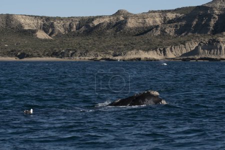 Téléchargez les photos : Baleine noire de Sohutern à la surface, espèces en voie de disparition, Patagonie, Argentine - en image libre de droit