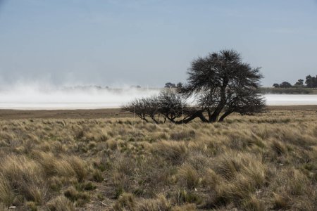 Foto de Viento fuerte soplando en un salar en la provincia de La Pampa, Patagonia, Argentina. - Imagen libre de derechos