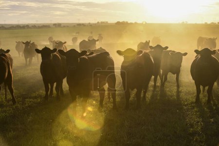 Téléchargez les photos : Troupeau de bovins broutant dans les champs au coucher du soleil, dans la plaine des Pampas, Patagonie, Argentine - en image libre de droit