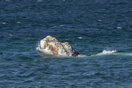 Téléchargez les photos : Touristes observant les baleines, observation depuis la côte - en image libre de droit