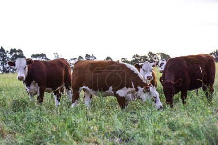 Foto de Rebaño de ganado en el campo de Pampa, producción de carne argentina, La Pampa, Argentina. - Imagen libre de derechos