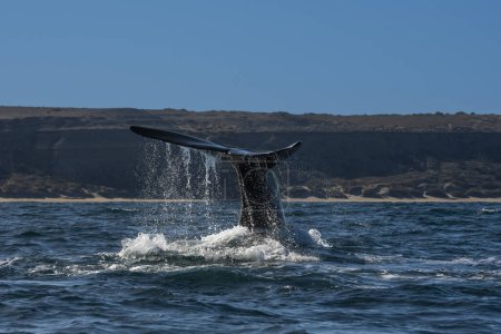 Foto de Cola de ballena franca Sohutern, Peninsula Valdes, Chubut, Patagonia, Argentina - Imagen libre de derechos