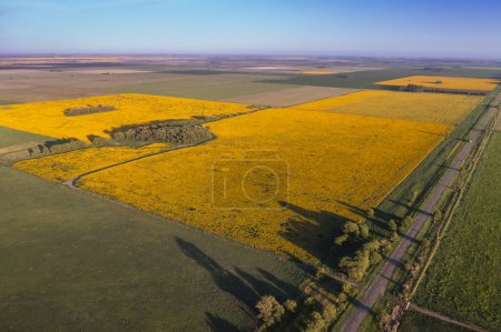 Photo for Sunflower cultivation landscape , La Pampa Province, Patagonia Argentina - Royalty Free Image
