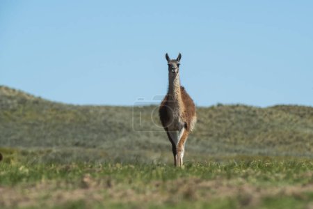 Foto de Guanacos en ambiente de pasto pampeano, La Pampa, Patagonia, Argen - Imagen libre de derechos
