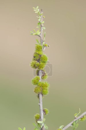 Photo for Plant in semi desertic environment, Calden forest, La Pampa Argentina - Royalty Free Image