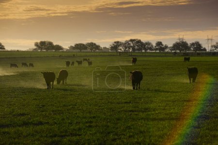 Troupeau de bovins broutant dans les champs au coucher du soleil, dans la plaine des Pampas, Patagonie, Argentine