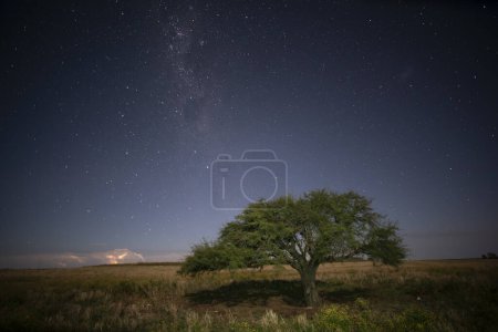Foto de Paisaje pampeano fotografiado de noche con cielo estrellado, provincia de La Pampa, Patagonia, Argentina. - Imagen libre de derechos