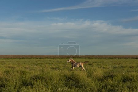 Foto de Caballos en el campo argentino, provincia de La Pampa, Patagonia, Argentina. - Imagen libre de derechos