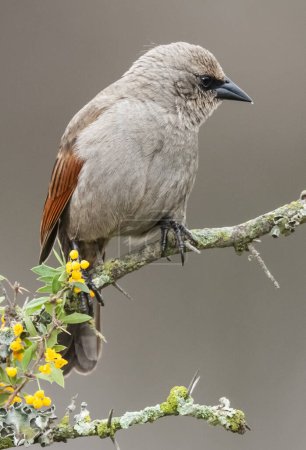Foto de Cowbird alado de la bahía en el ambiente del bosque de Calden, provincia de La Pampa, Patagonia, Argentina. - Imagen libre de derechos