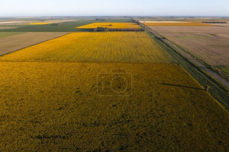 Photo for Sunflower cultivation landscape , La Pampa Province, Patagonia Argentina - Royalty Free Image