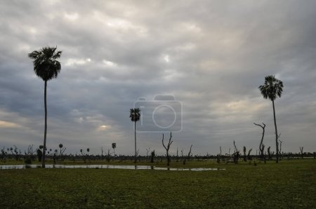 Krajobraz palm w La Estrella Marsh, prowincja Formosa, Argentyna.