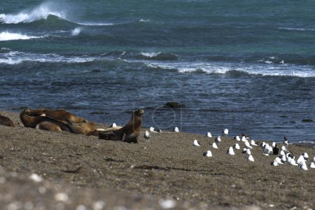 Téléchargez les photos : Lion de mer d'Amérique du Sud (Otaria flavescens) Femelle - en image libre de droit