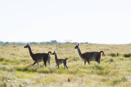 Téléchargez les photos : Guanacos dans les prairies de Pampas, province de La Pampa, Patagonie, Argentine. - en image libre de droit