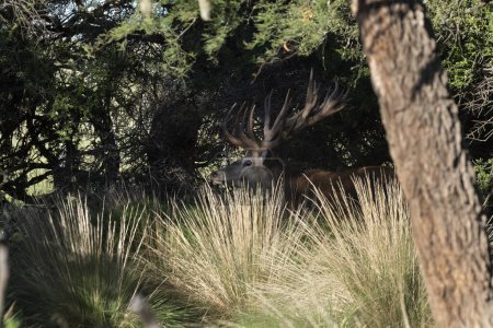 Téléchargez les photos : Cerf rouge dans l'environnement de la forêt de Calden, La Pampa, Argentine, Parque Luro, Réserve naturelle - en image libre de droit